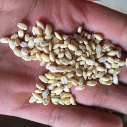 Recipe:  Hearty Barley Soup