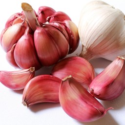 Garlic – Allium sativa